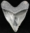 Hubble - Bone Valley Megalodon Tooth #22197-1
